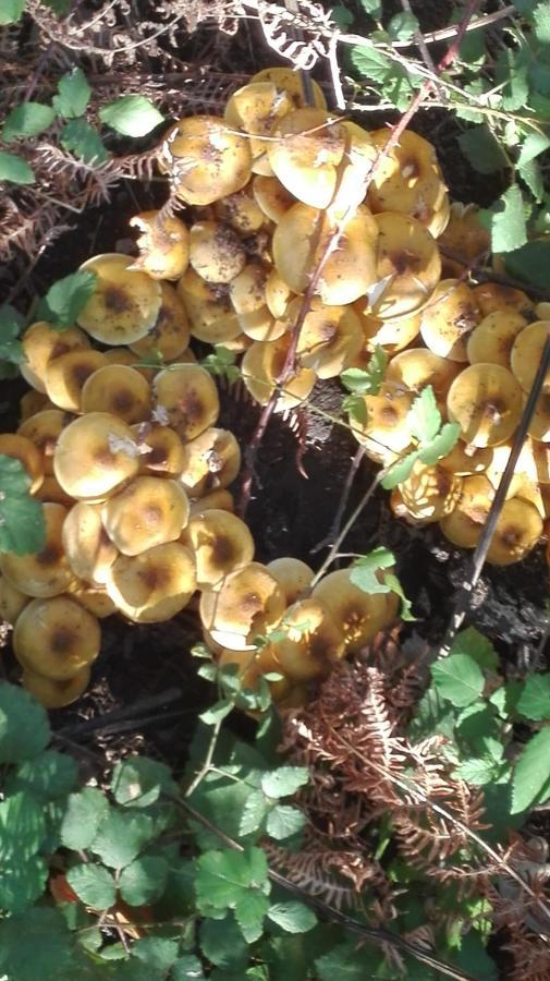 Camera Tripla