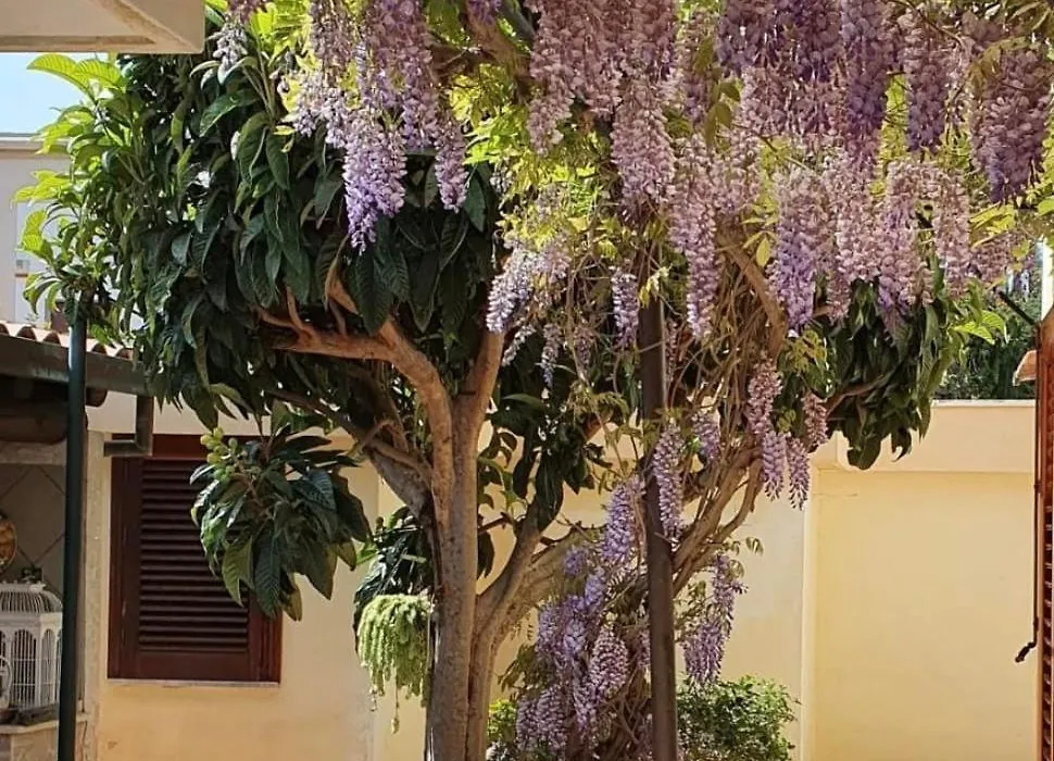 La depandance di Villa Rosa locazioni brevi-1