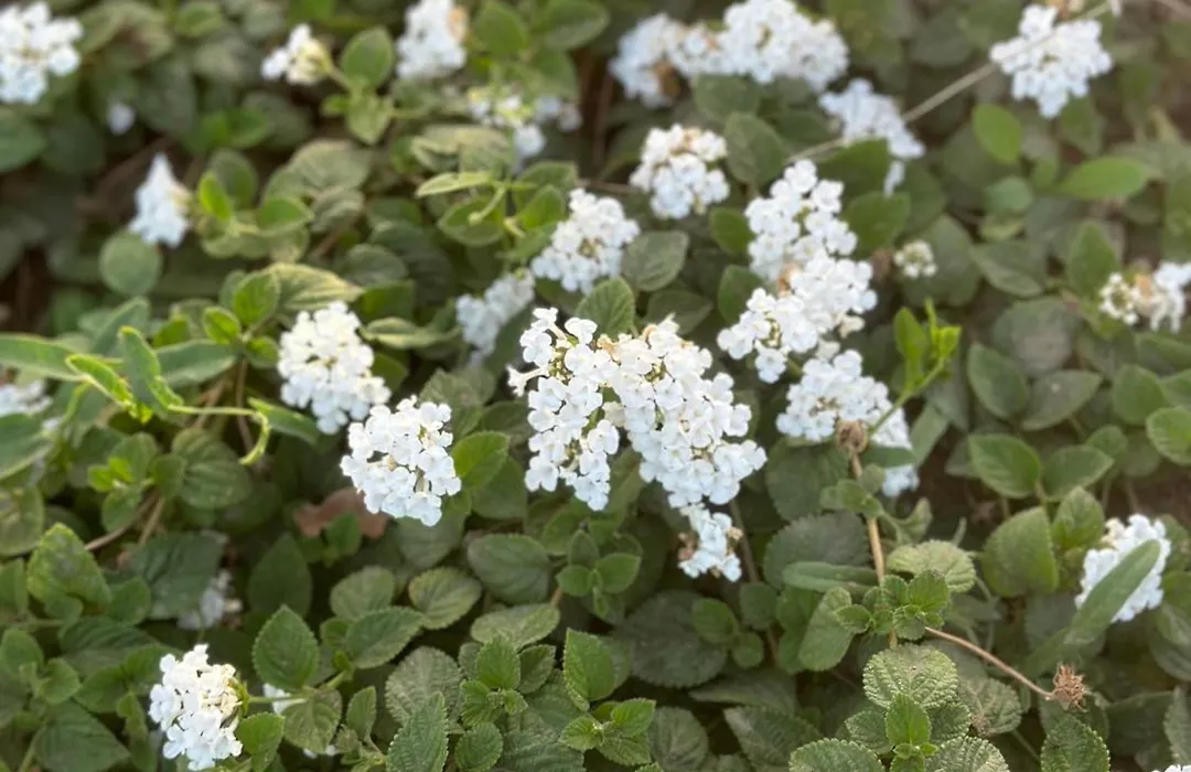 Ammentos-1