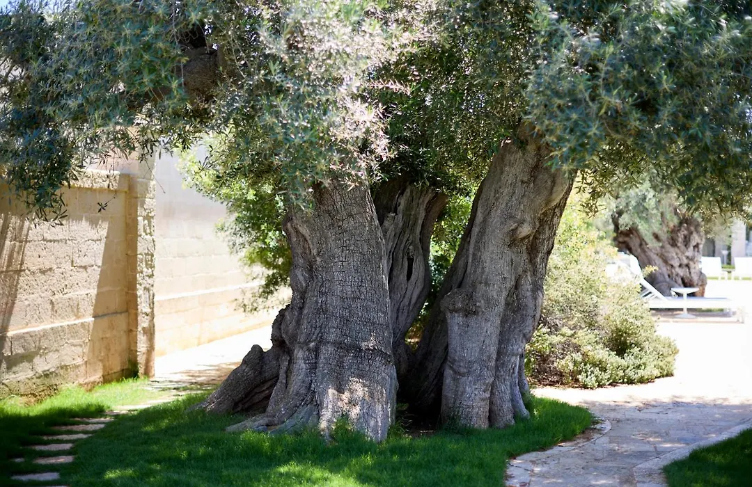 Masseria Torre Del Diamante-1
