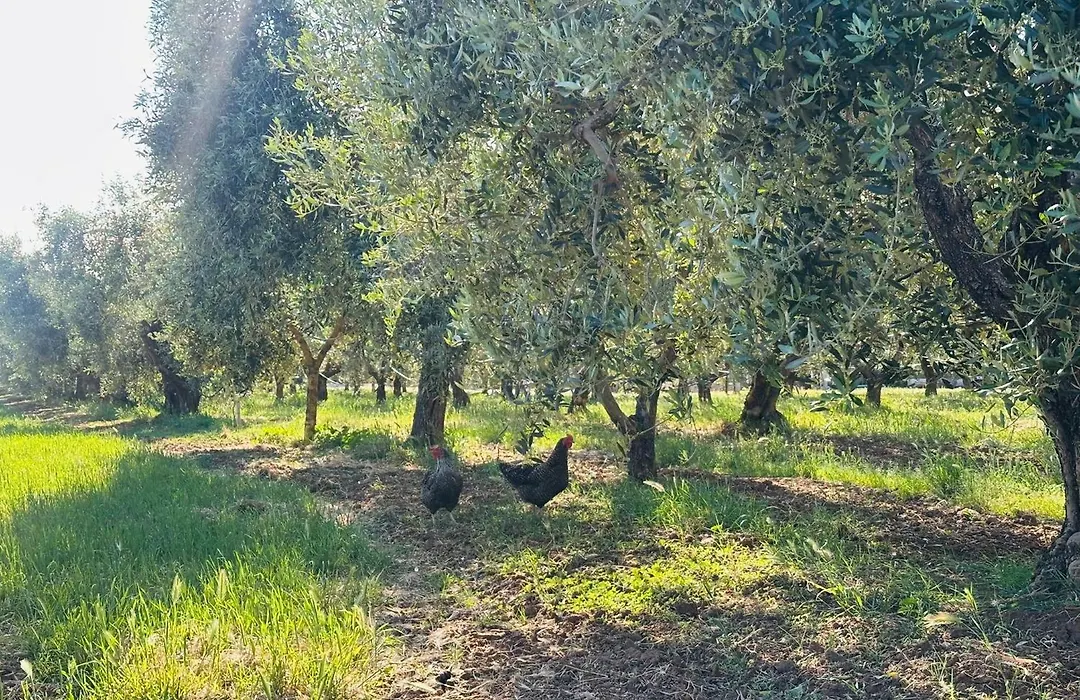 Agriturismo il Tripesce-1