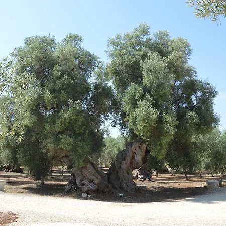 Agriturismo Masseria San Leonardo-3