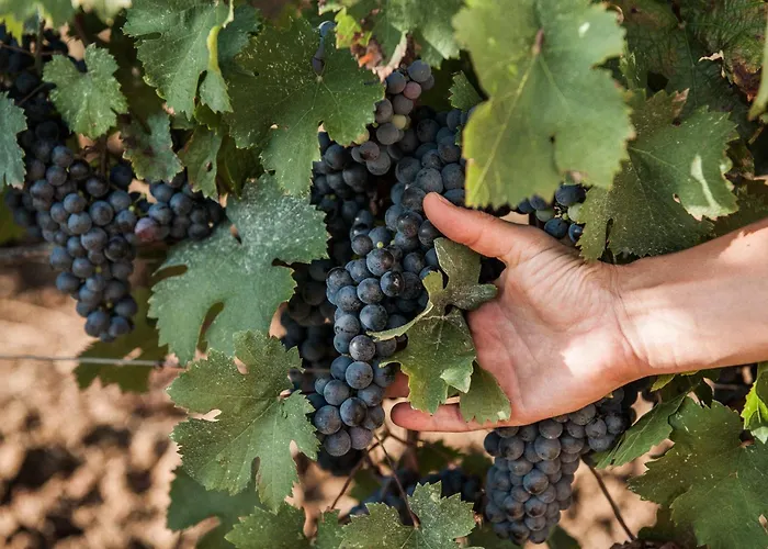 Csa Hotel Beach & Park Marina Di Bibbona