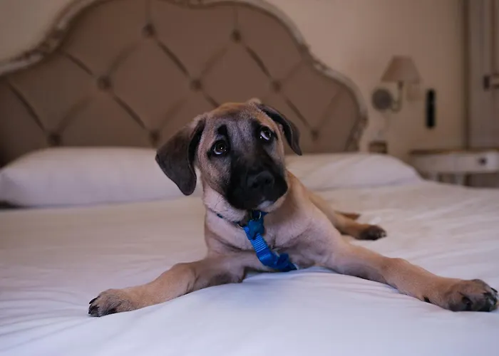 Hotel Tahiti Viareggio